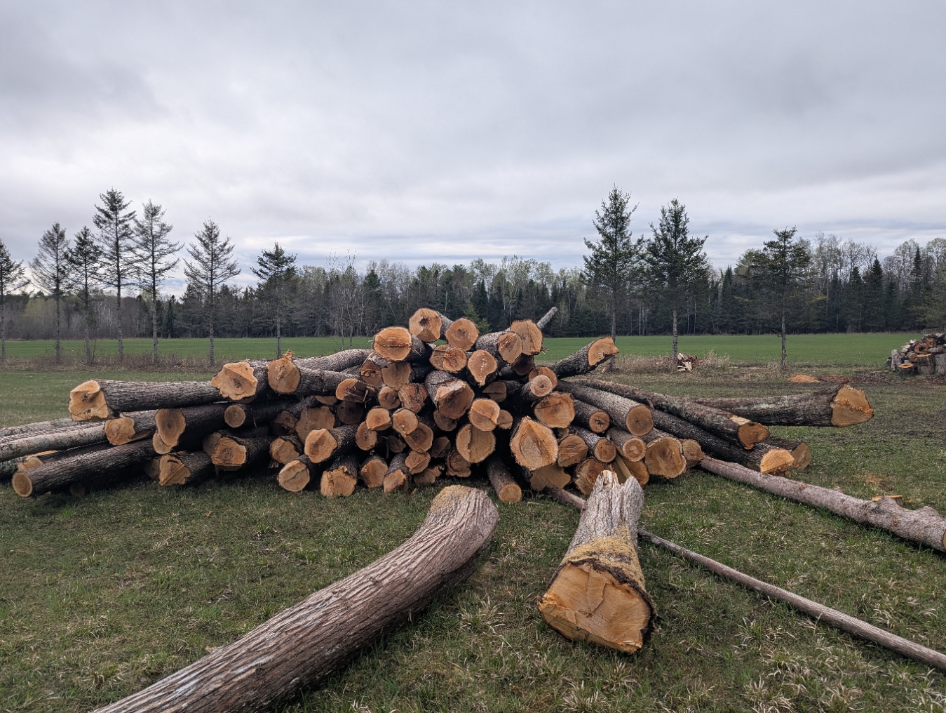 Pile de billots de cèdre fraîchement bûchés dans le champ