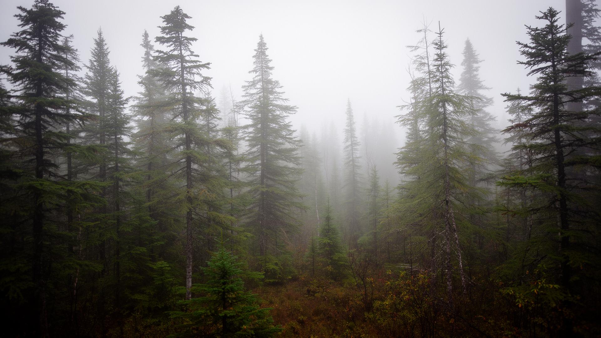 Forêt boréale de la Haute-Gatineau, source du cèdre blanc de CEBoréale